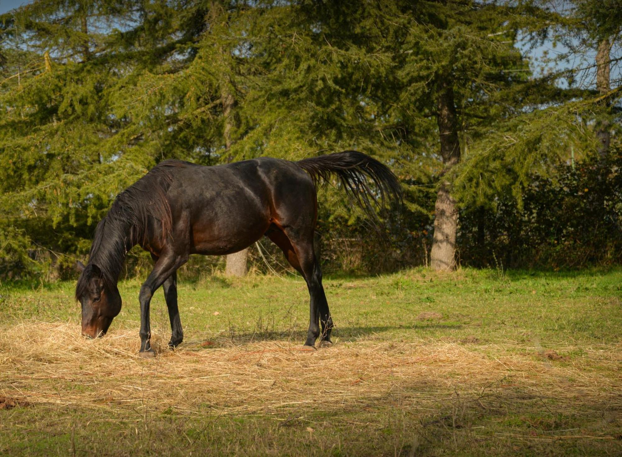 Agriturismo La Pineta Piana المظهر الخارجي الصورة